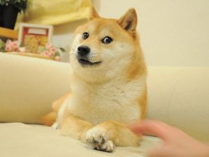 DOGE，神烦狗