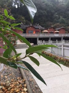 永春白马寺