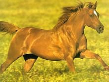 中国马文化博物馆