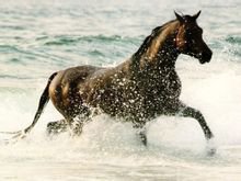 中国马文化博物馆