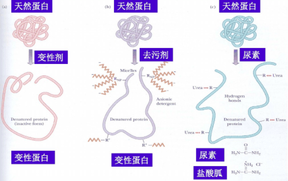 天然变性蛋白