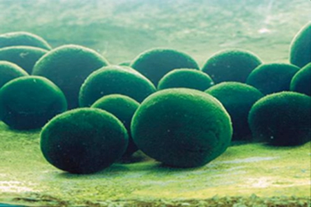 藻类养殖