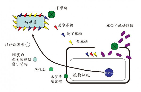 植物抗病性