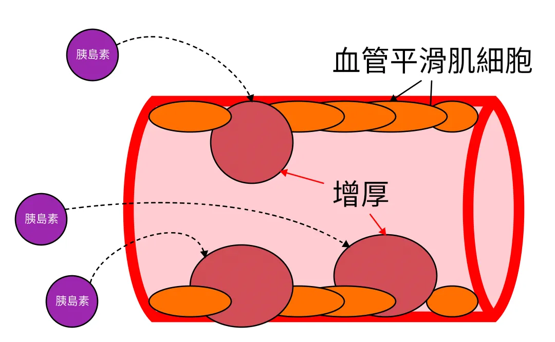 血管平滑肌 全球百科