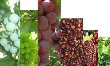 葡萄籽提取物