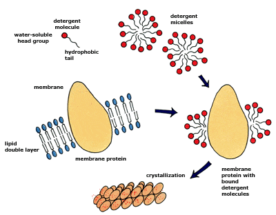 膜蛋白质