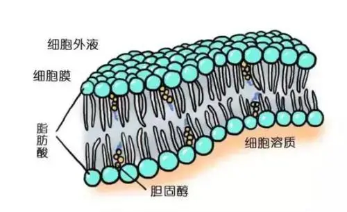 细胞膜 全球百科