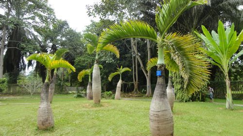 热带植被