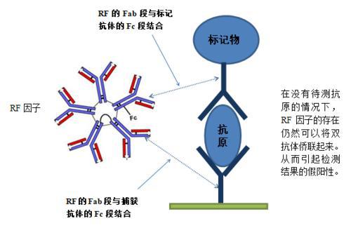 类风湿因子