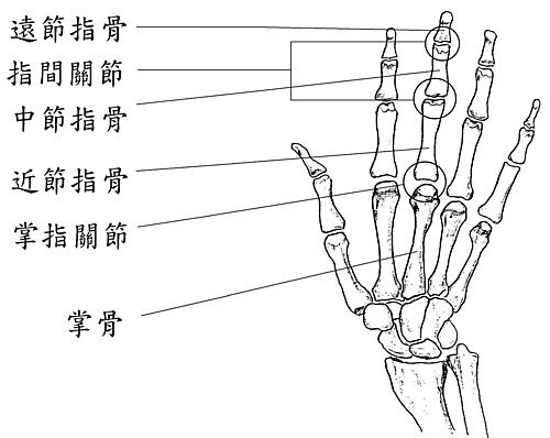 手关节图片结构图软骨图片