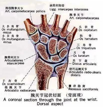 腕间关节