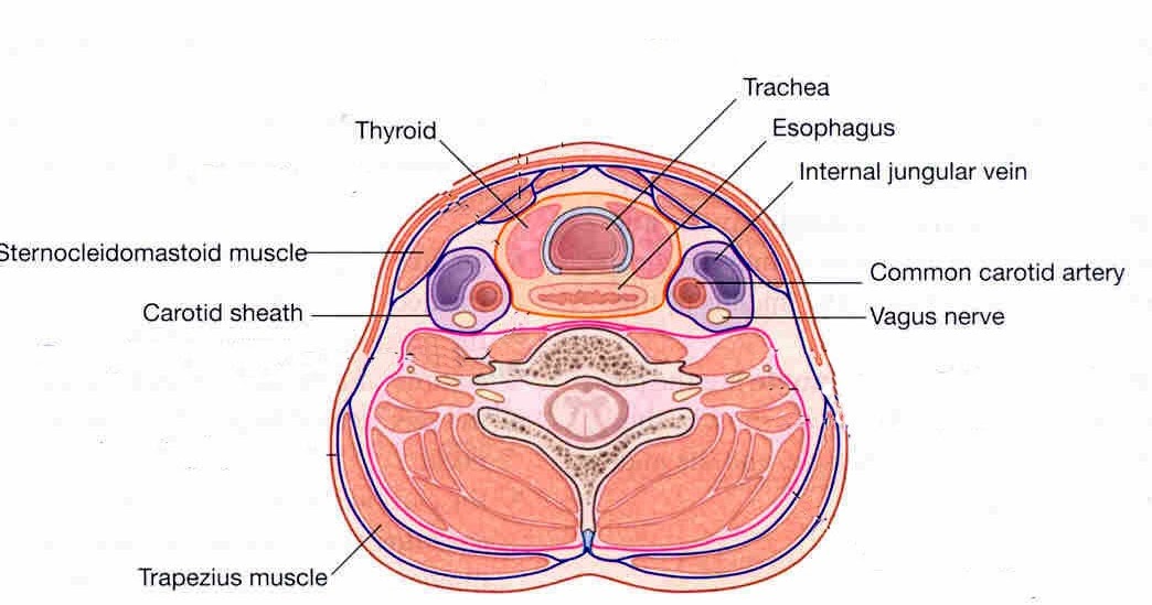 颈动脉鞘结构图图片