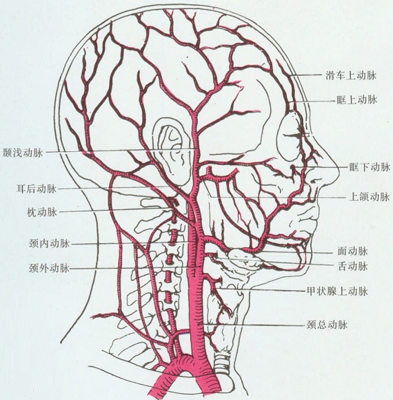是一条细长的血管,位于颈部深处,位于颈外动脉其他分支下方和茎咽肌