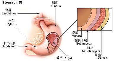 黏膜下腺