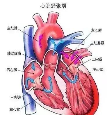 肺动脉瓣