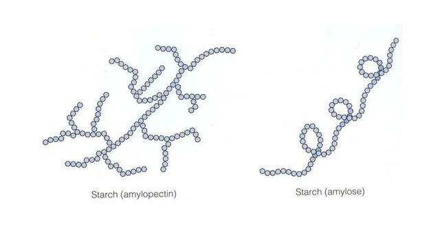 具有較長支鏈結構的支鏈澱粉分子(這使得它們更類似於直鏈澱粉),增加