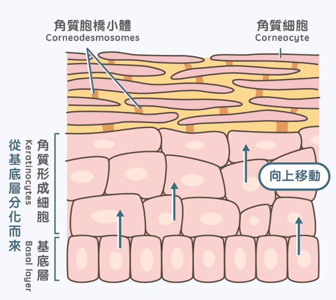 角质形成细胞