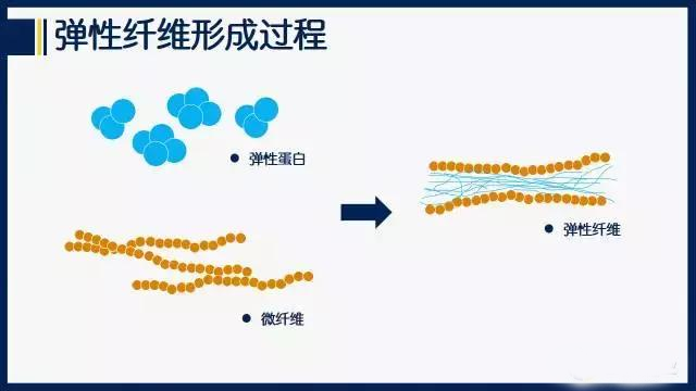 水解弹性蛋白图片