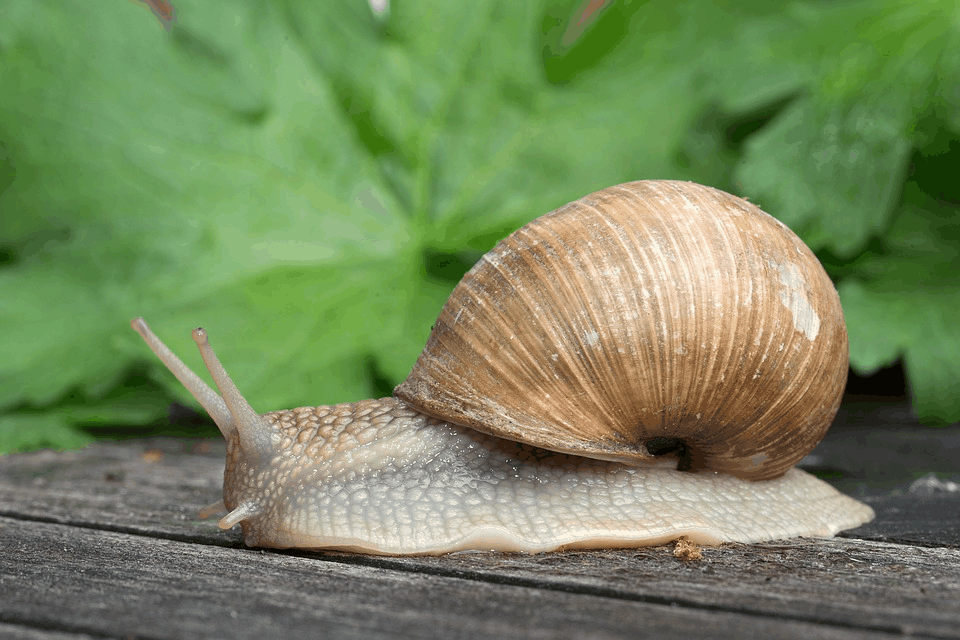 腹足动物壳