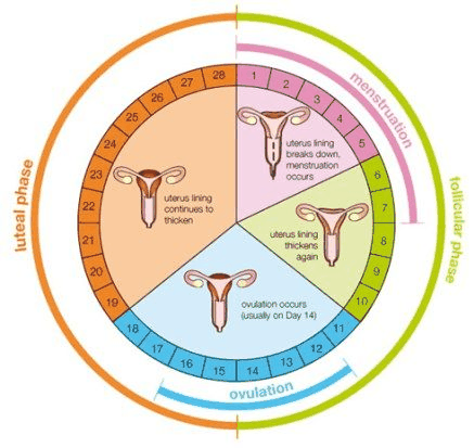 月经周期变化流程图图片