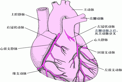 心脏冠脉血管解剖图图片