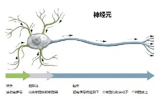 视觉神经科学