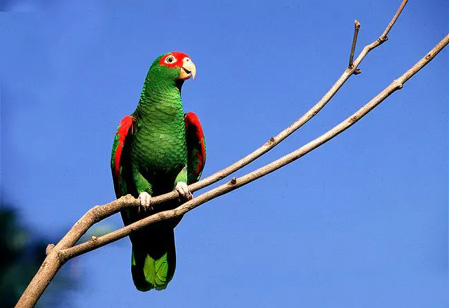 红眼镜亚马逊鹦鹉