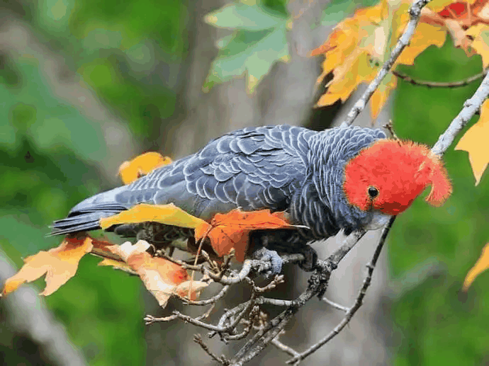 红冠亚马逊鹦鹉