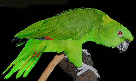 黄颈亚马逊鹦鹉