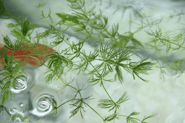 金鱼藻属