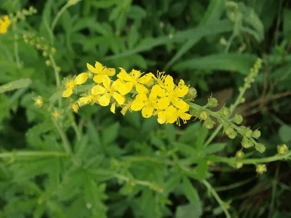 龙牙草