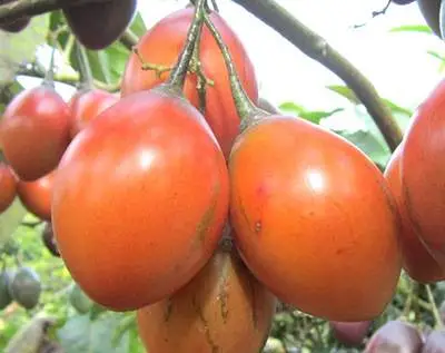 树番茄