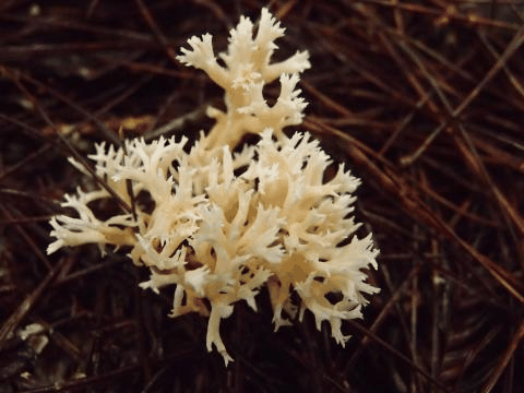 冠锁瑚菌