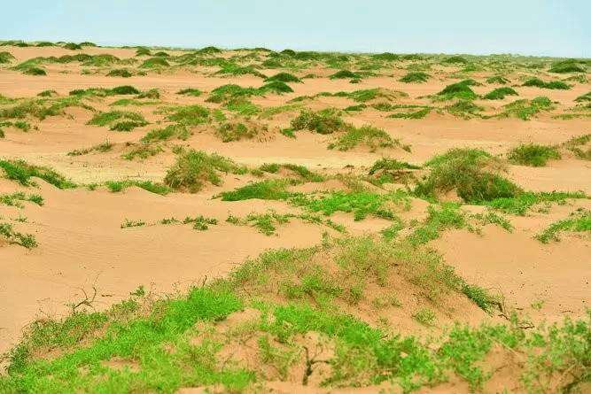 荒漠和干燥疏灌丛