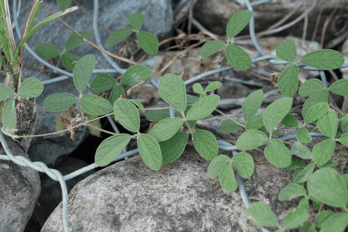 蔓草虫豆