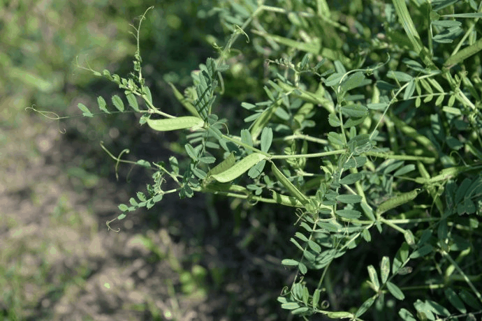 救荒野豌豆