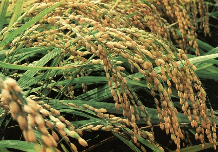 转基因水稻