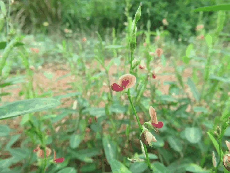 异叶链荚豆