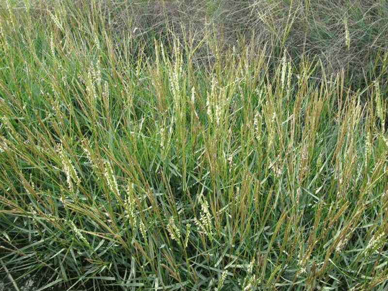 圆柱山羊草