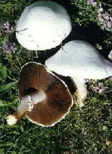 四孢蘑菇