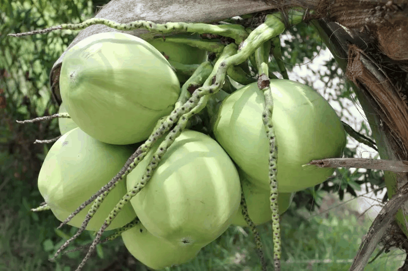 桃椰子