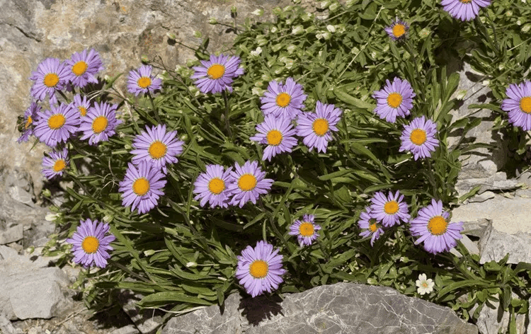 高山紫菀