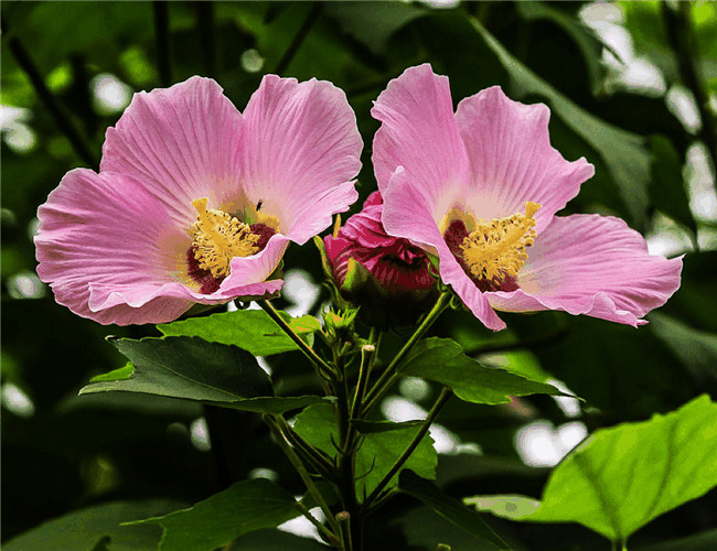 芙蓉葵