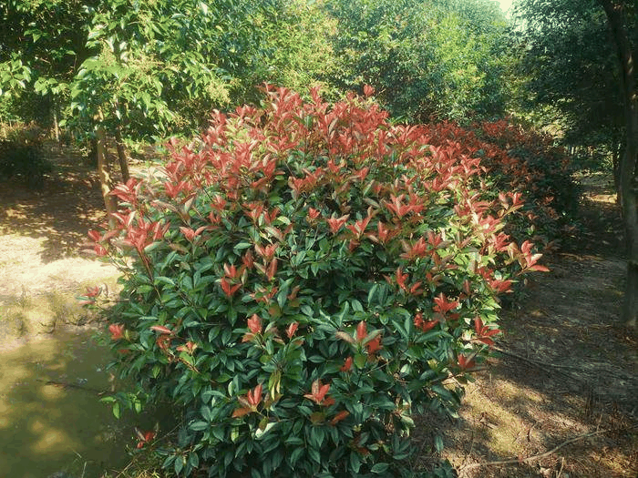 红叶石楠