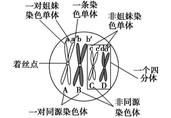 四分体