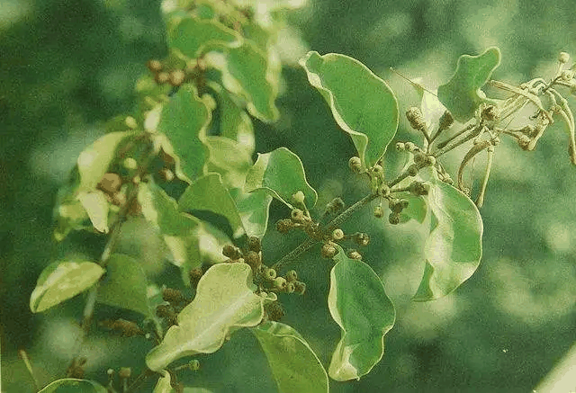 桑寄生植物