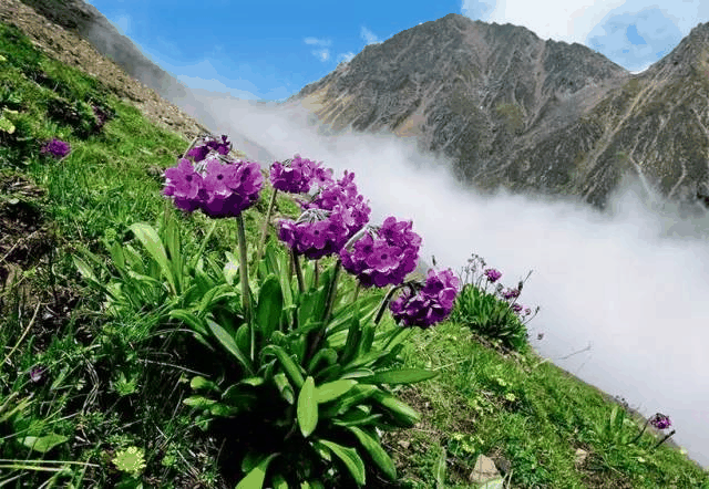 高山植物