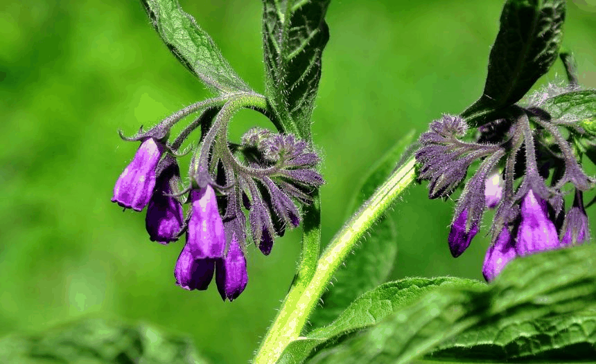 紫草科