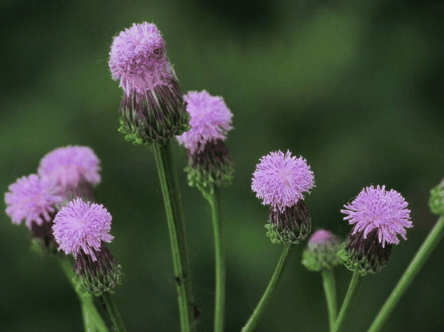 管状花亚科