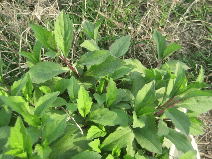 马兰(植物)